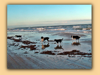Hunde am Strand.jpg